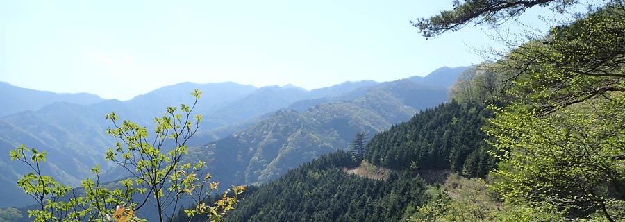 蕨山・新緑の先に川苔山や蕎麦粒山