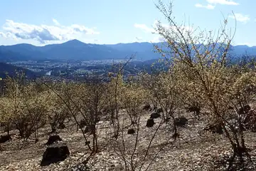 宝登山のろうばい園
