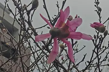 シデコブシ・阿久和川