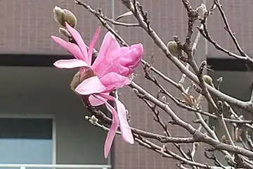 シデコブシ・阿久和川