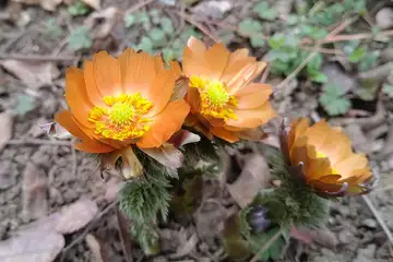 フクジュソウ・むくげ公園