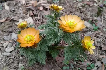 フクジュソウ・むくげ公園