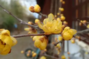 むくげ園にロウバイ