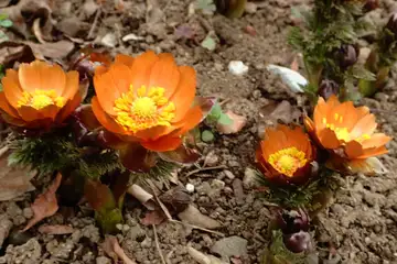 むくげ園にベニチチブ