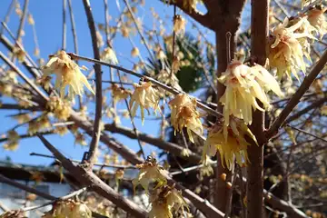ロウバイ・日向山から丸山