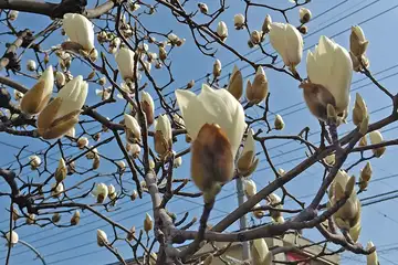 ハクモクレン・阿久和川
