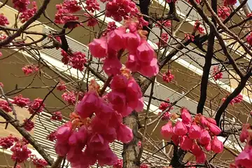 カンヒザクラ・阿久和川