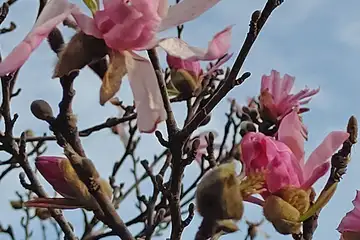 シデコブシ・阿久和川