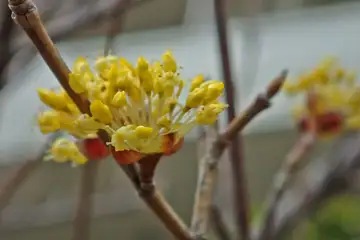 サンシュユ・阿久和川