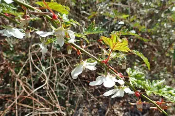 モミジイチゴ・横浜自然観察の森