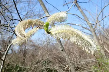 ネコヤナギ・横浜自然観察の森