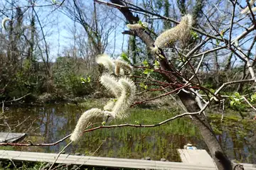 ネコヤナギ・横浜自然観察の森