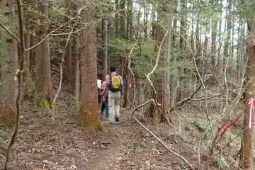 ヒノキ林から尾根道を登り