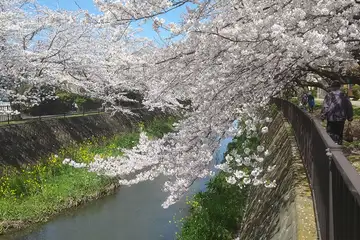 ソメイヨシノ・阿久和川