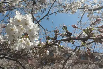 ソメイヨシノ・阿久和川