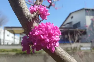 ハナズオウ・阿久和川
