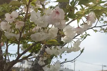 ギョイコウ・阿久和川