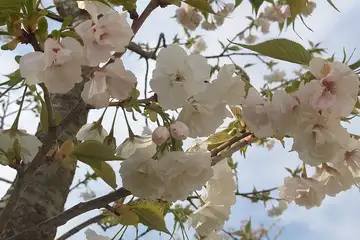 ギョイコウ・阿久和川