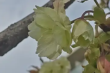 ウコン・阿久和川