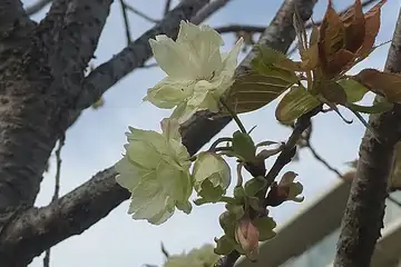 ウコン・阿久和川