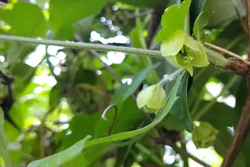 シロバナハンショウヅル・横浜自然観察の森