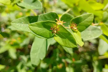 ナツトウダイ・横浜自然観察の森