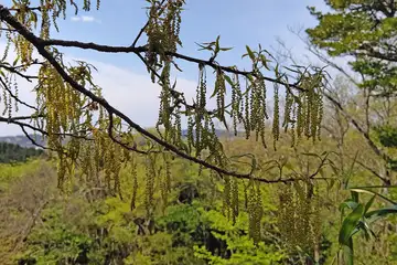クヌギ・横浜自然観察の森