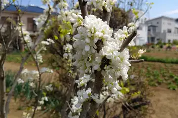 ハナズオウ・阿久和川