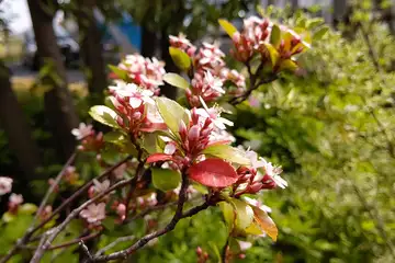 ヒメシャリンバイ・阿久和川