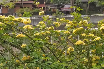 モッコウバラ・阿久和川