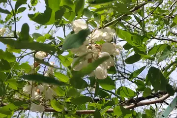 ニセアカシア・阿久和川