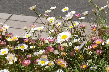 ペラペラヨメナ・阿久和川