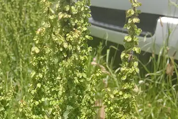 ナガバギシギシ・阿久和川