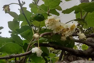 キウイフルーツ・阿久和川