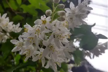 ヒメウツギ・阿久和川