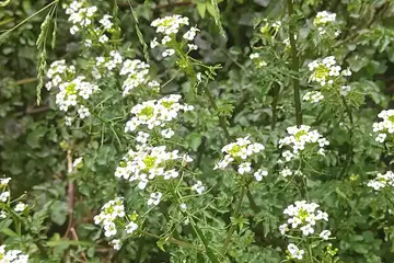 オランダカラシ・舞岡ふるさと公園