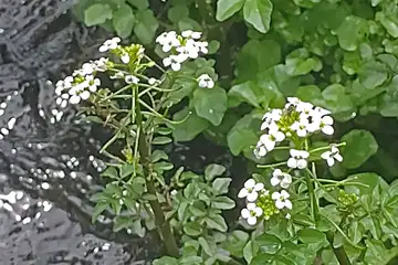 オランダカラシ・舞岡ふるさと公園