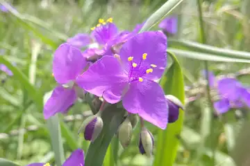 ムラサキツユクサ・舞岡ふるさと公園