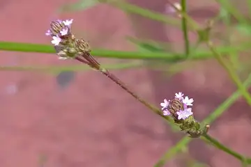 アレチハナガサ・万騎が原公園
