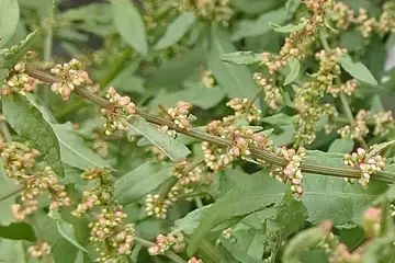 ナガバギシギシ・万騎が原公園