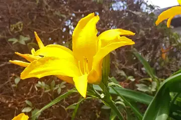ヘメロカリス・阿久和川
