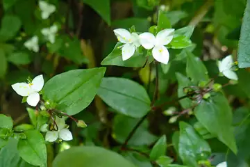 ノハカタカラクサ・横浜自然観察の森