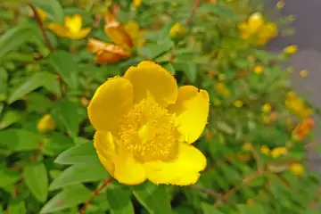 ヒペリカムヒドコート・阿久和川