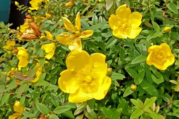 ヒペリカムヒドコート・阿久和川