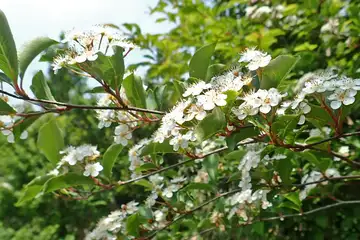 カマツカ・明神ヶ岳