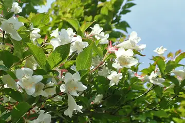 ツクバネウツギ・明神ヶ岳