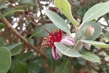 フェイジョア・阿久和川周辺