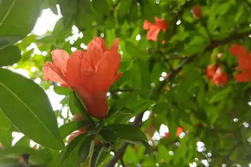 ザクロ・阿久和川周辺
