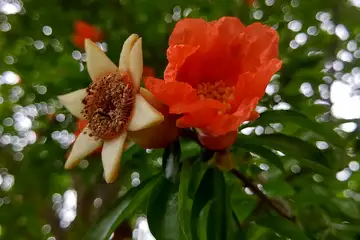 ザクロ・阿久和川周辺