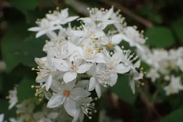 マルバウツギ・大山